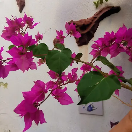 Konukevi Eden Sardina